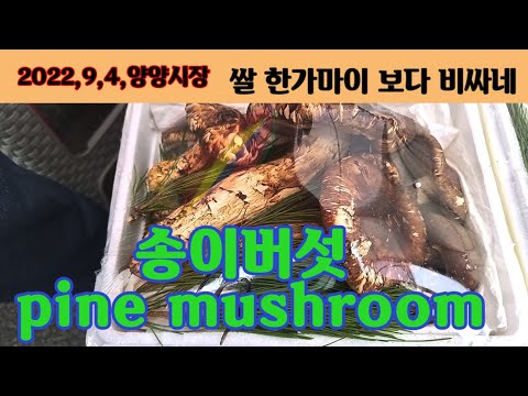 양양시장에 송이버섯이 나왔는데,, 쌀 한가마보다 더 비싸네, pine mushroom,Korea.#인기급상승동영상,2022,9,4,오후 3시