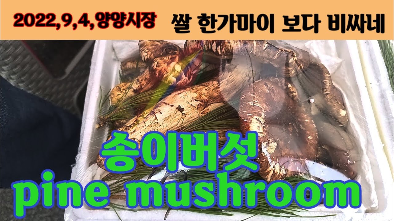 양양시장에 송이버섯이 나왔는데,, 쌀 한가마보다 더 비싸네, pine mushroom,Korea.인기급상승동영상,2022,9