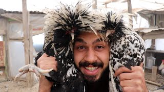 Yakışıklıyı Klonladim Yeni Maskot Fi̇zan Horoz 