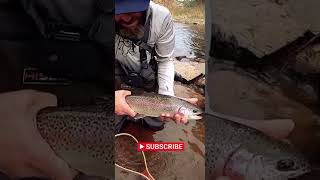 St. Vrain Big Bow | #Shorts