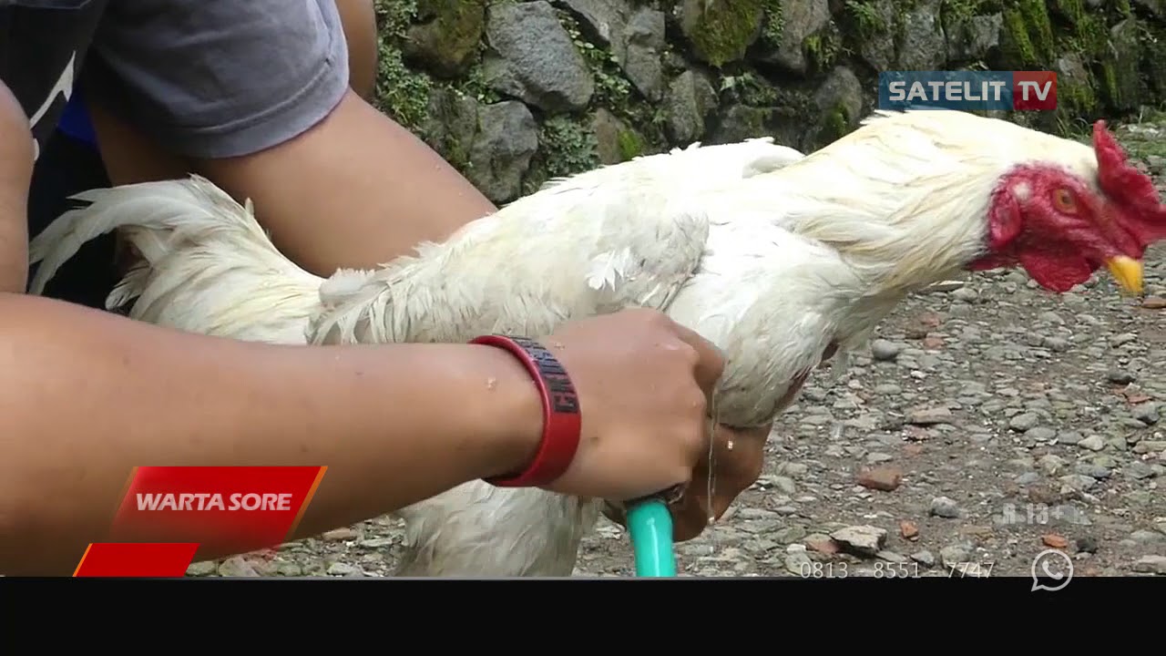 UNIK AYAM BERKOKOK DENGAN SUARA MEMANGGIL PAK JOKOWI