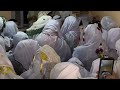 احواش نتفرخين استمازيرت  