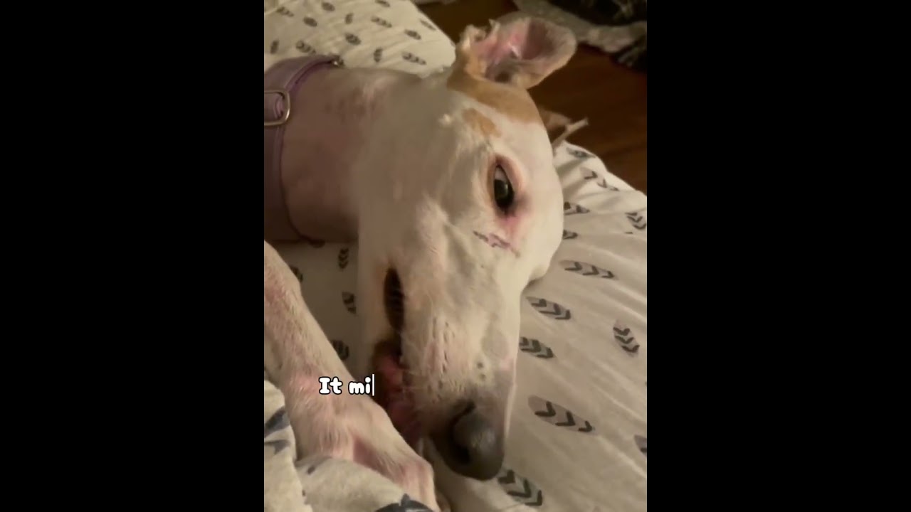 3 IMPORTANT Dog Health Facts Every Owner Should Know!!!