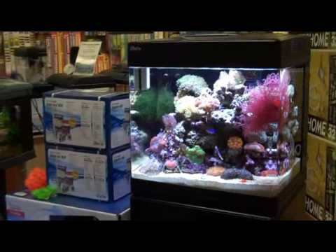 trolley bus Frivillig ide Aquariums West Red Sea Max 130D - YouTube