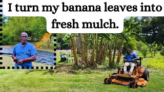 Turning green banana leaves in to fresh mulch. || How I make free mulch ||  #iplantfood #gardening