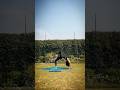 Backbend Chakrasana #backbend#yoga#yogalife#trending#trendingshorts#shorts#strength#
