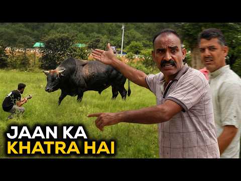 Phir se shuru hua aggressive bull ka aatank