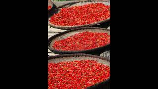 🌶 Red Chilli Powder Wholesale | Bulk Supply WhatsApp: +91 9550193271 #Qezla #Viralshorts