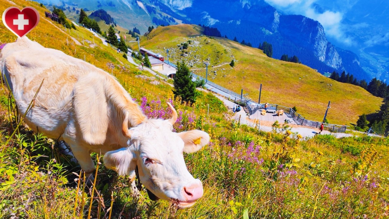 Железная дорога Шиниге Платте и альпийский поход с коровами | Швейцария 4K