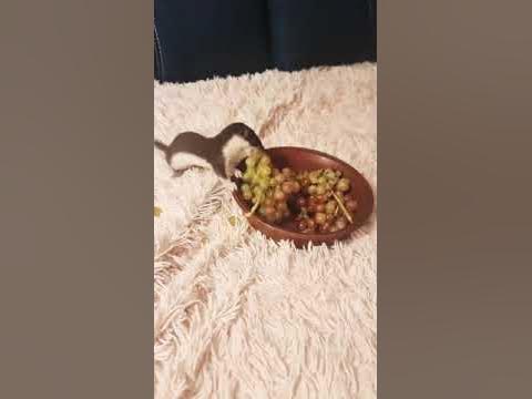 ласка - YouTube