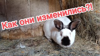 Обзор кроликов! / Разведение и содержание породистых кроликов!