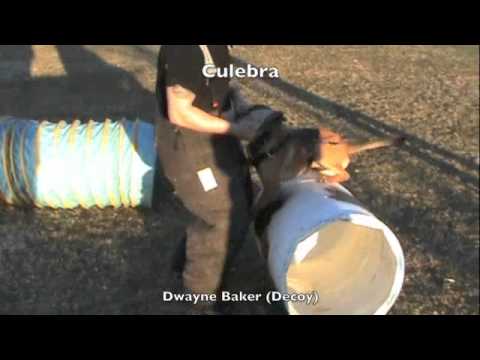 Puppy Protection Dog Training over Barrel with Cul...