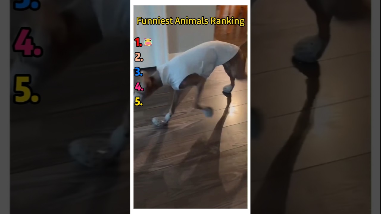Funniest Animals Ranking  #falling #top5 #ranking #funny #viral #shorts #filter  #usa #uk #india