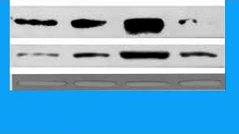 5486BC6746385F7B49129408B6D375#1