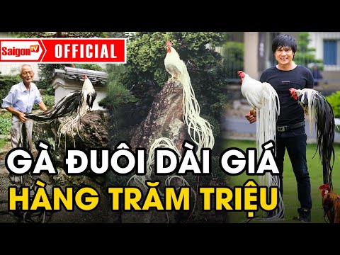 Gà Onagadori - Tuyệt phẩm 'VUA LÔNG VŨ' trị giá hàng trăm triệu đồng | Foci