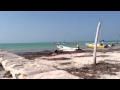 Perritos juguetenado en la playa de Holbox, Quintana Roo México