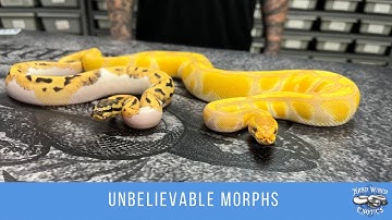 Unbelievable ball python morphs that Tony held back from 2022
