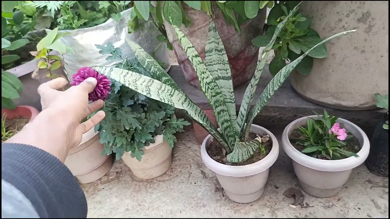 After few day my terrace garden update