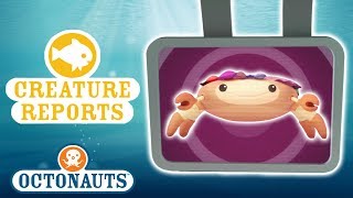 Octonauts - Creature Reports | Shellfish Special