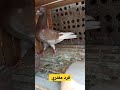 دكر مفترس بهدل الحمام
