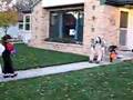 Kids on halloween