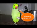 Mummy mithu ko khana do  mithu katorekatore talkingparrot