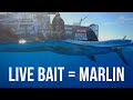 Marlin Mayhem with Kurt Bennetto (Season 4 Ep 1)