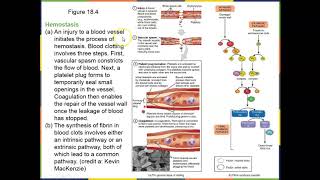 Chapter 18 part 3 BIO201