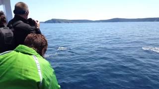 Dolphins Playing in St. John’s Harbour, Newfoundland and Labrador