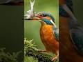 Amazing moments of nature life | nature birds 🦅 #shorts #shortvideo #shortsfeed
