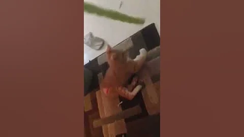 Watch the video about Timmy2