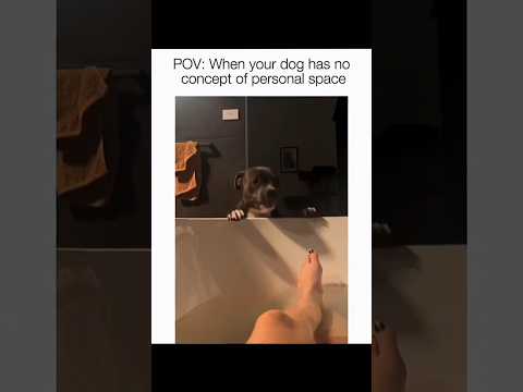Dogs being idiots part 154 🤣🐕 #funnydog #funnypet #cutedog #dog #pets #shorts