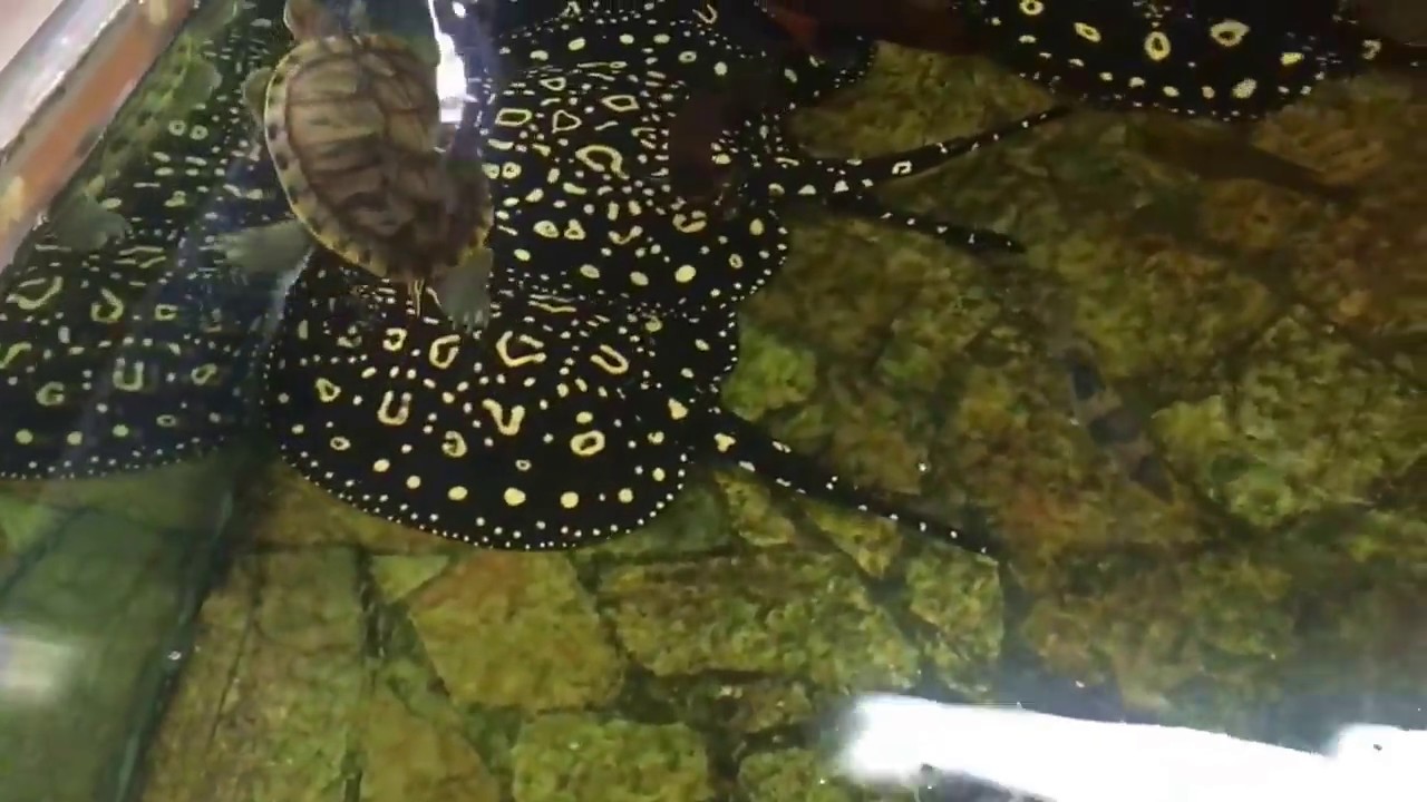 Leo B. Diamond / Sao Felix / Thousand Island