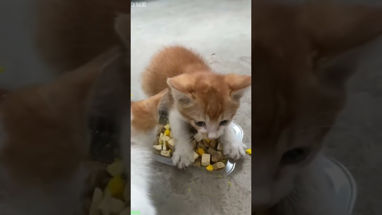 Cute Cats 🙀 funny cats talking 😼 # 