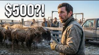 A Single Dad Bought 30 Dying Bison for 500 Three Years Later Buyers Begged for Their Calves