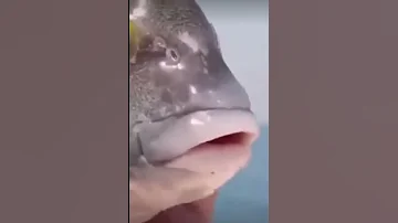 رياكشن علاوي حبيب قلبي أبو حسين 