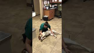 Applying Canine Restraint - Lateral Recumbency