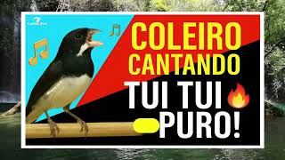 Coleiro TUÍ TUÍ PURO! ENCARTE PERFEITO para ESQUENTAR PAPA CAPIM FRIO | Pássaros YT