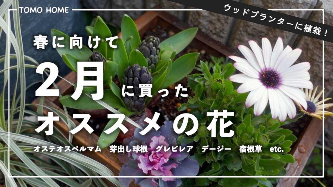 【オススメ】2月の購入苗の紹介と待機苗の植え付け【芽出し球根】