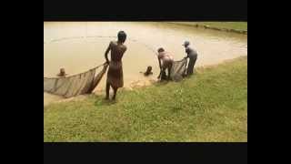 Download Lagu FISHING IN ARIF FISH FARM NABIGONJ BANGLADESH Download Lagu FISHING IN ARIF FISH FARM NABIGONJ BANGLADESH