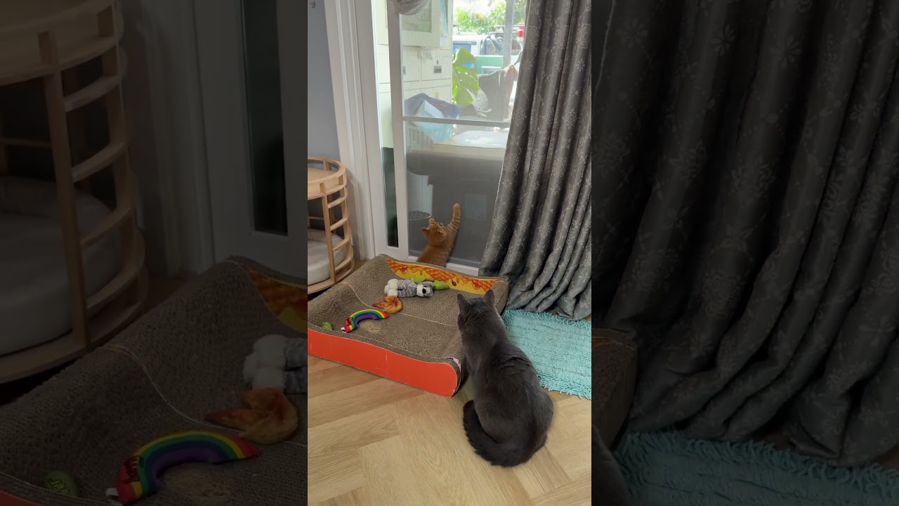 แม่สั่งให้เฝ้าน้องไว้ #cat #แมว #cute #cutecat #animals #pets #funnycats #แมวถังแก๊ส #love #funny