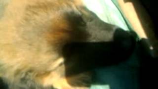 Ow Wat Slaap Ik Lekker In De Trekker