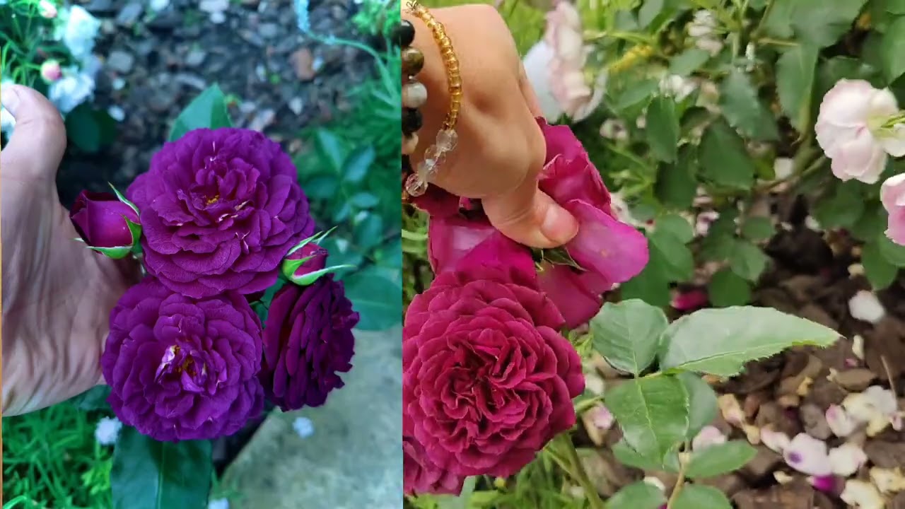 Троянди всі що є, як є🌹🌹🌹