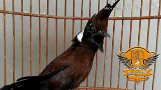 Download Lagu Cililin Full tembakan MP3