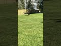 Dog with grass