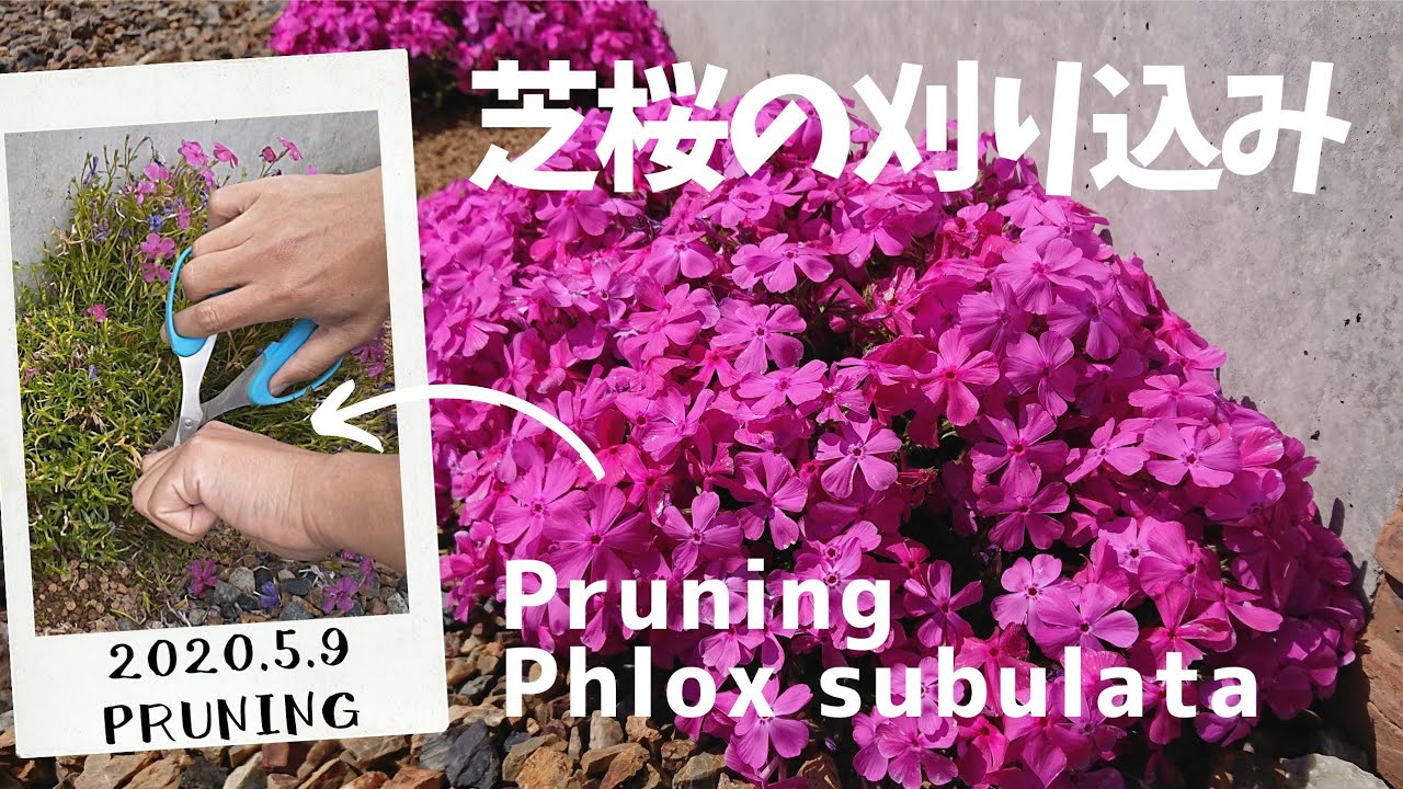 芝桜の刈り込み Pruning Phlox Subulata Youtube