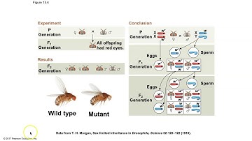 Biology Chapter 15 - The Chromosomal Basis of Inheritance