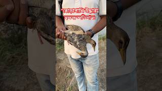 "কোড়াপাখি উদ্ধারের সফল অভিযান"!#foryou #viral #shorts #birds #birdlovers #birdrescue #wildlife