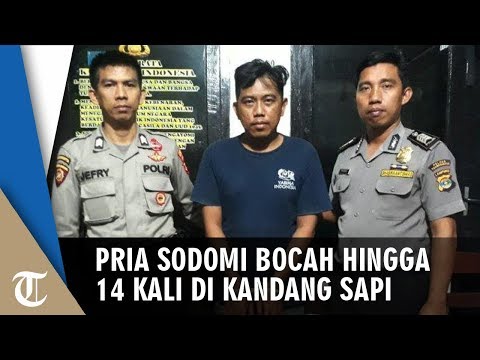 Pria 34 Tahun Sodomi Siswa SMP 14 Kali di Kandang Sapi, Terbongkar Ibu Korban saat Alarm Sahur