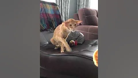 Ориентальный кот Бенитто и сырник)